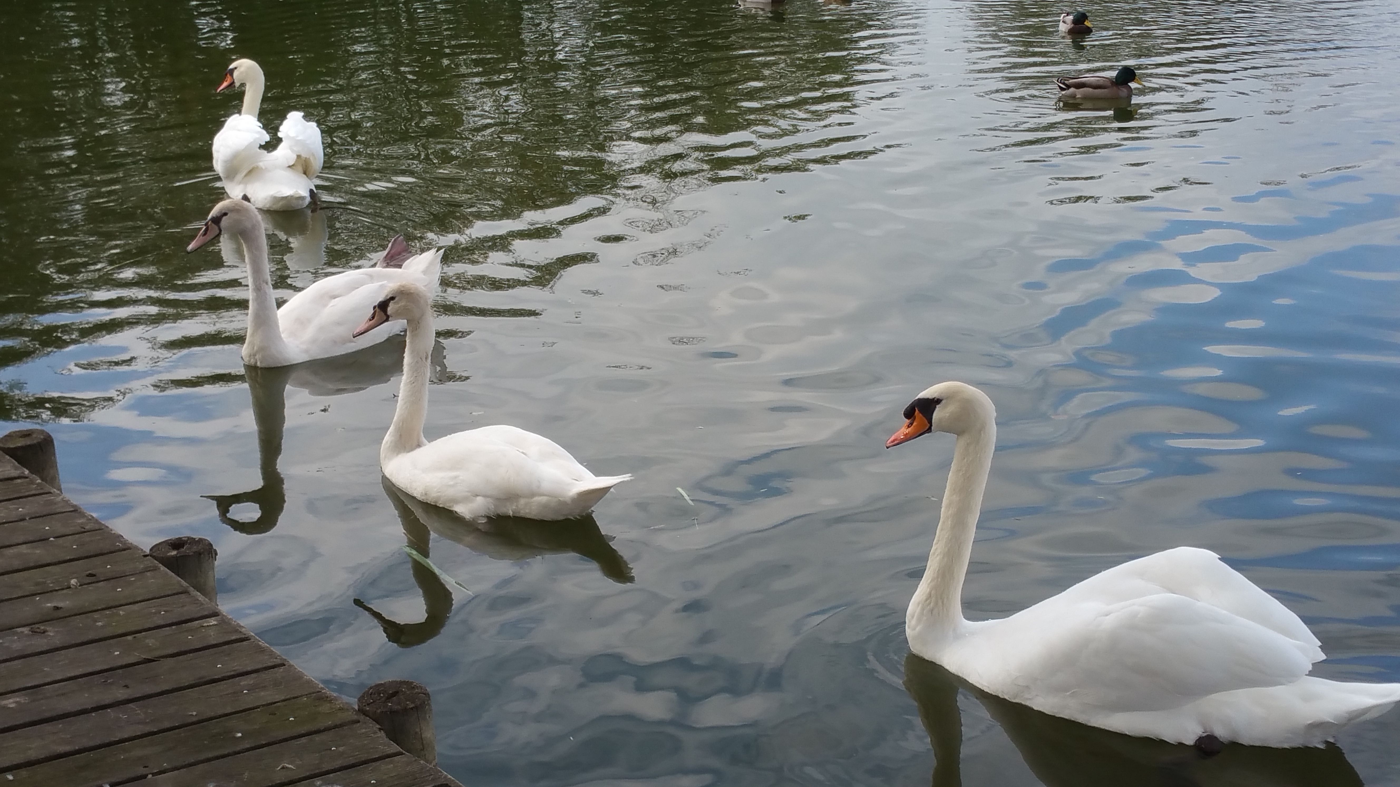 Cygne aux Etangs de Damville