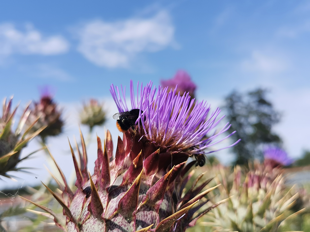 Jardin potager de Chambray