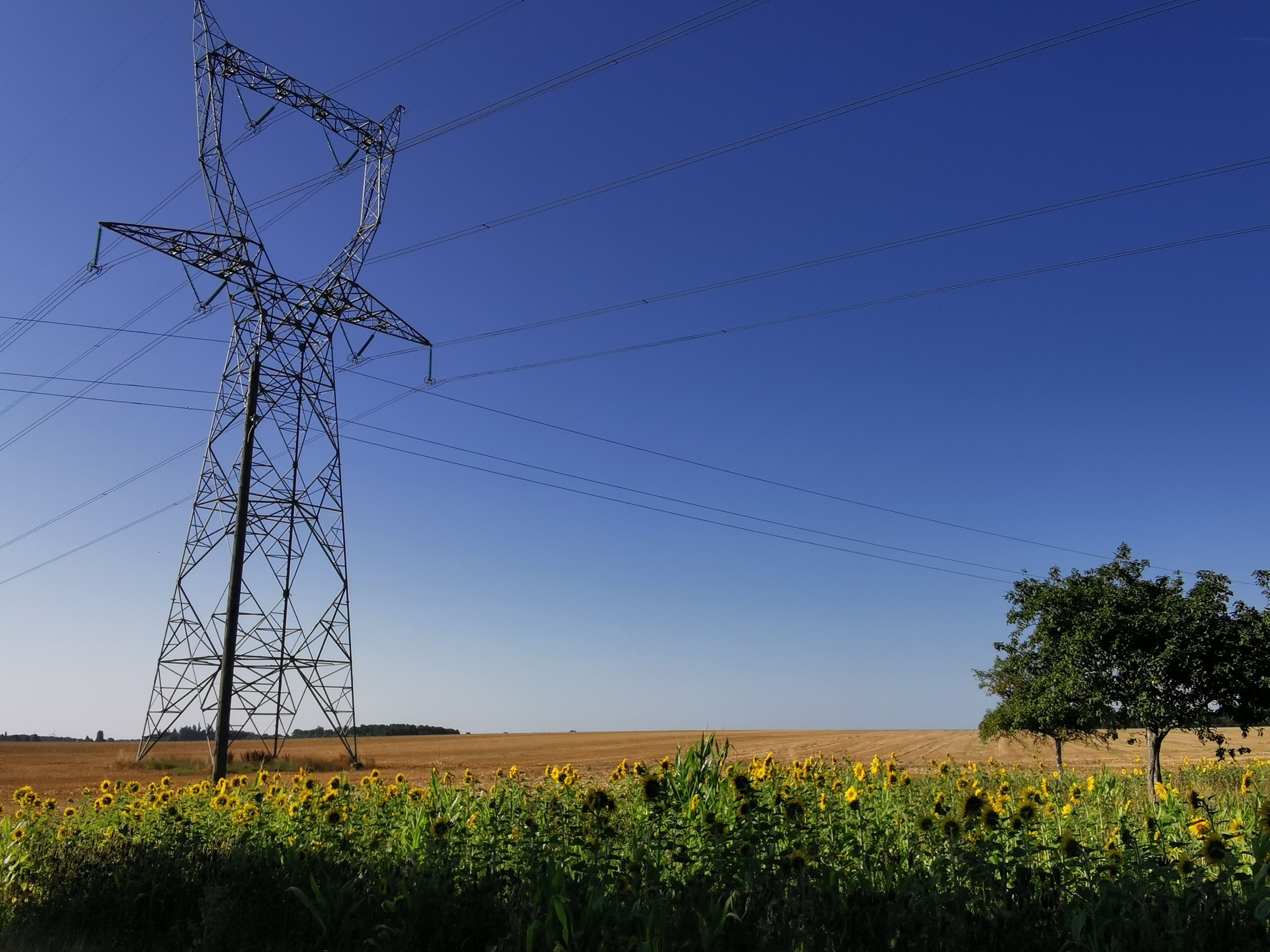 Champ de tournesol - Le Sacq